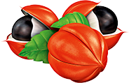 home-fruta-guarana-1